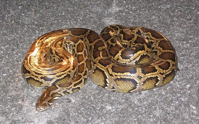 Burmese python (photo credit: CC-BY SA 3.0, by CGrapes429, Wikimedia Commons)