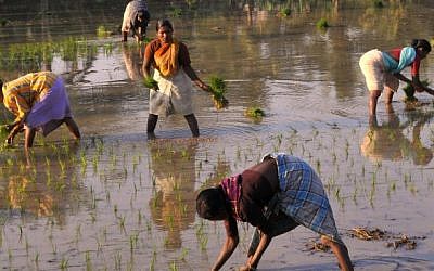Indian farmers pick rice in a rural area. (illustrative, Photo credit: Serge Attal/Flash 90)
