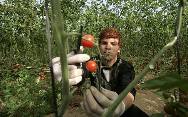 A Palestinian farmer gathers tomatoes for export in Khan Yunis, the southern Gaza Strip, March 2, 2011 (photo credit: Abed Rahim Khatib/Flash 90)