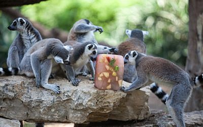 Lemurs eating flavored ice at the Ramat Gan Safari on Thursday. (photo credit: Uri Lenz/Flash90)