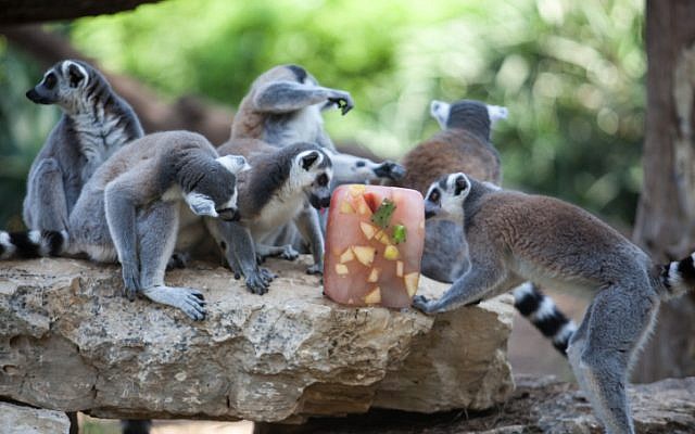 Lemurs eating flavored ice at the Ramat Gan Safari on Thursday. (photo credit: Uri Lenz/Flash90)