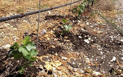 Grapes in the ground (photo credit: Jessica Steinberg/Times of Israel)