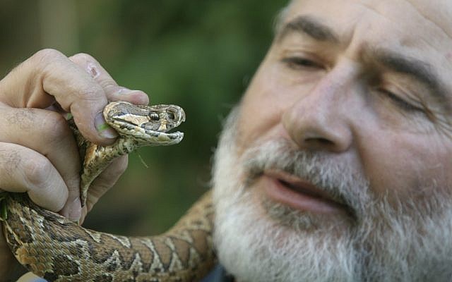 A man handles a snake in Modi'in. (photo credt: Anat Zakai/Flash90)