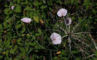 Bindweed (photo credit: Shmuel Bar-Am)