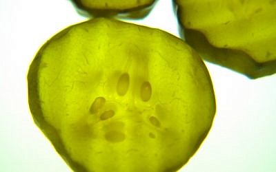 Palate cleansing pickle. (photo credit: marykbaird, morguefile.com)