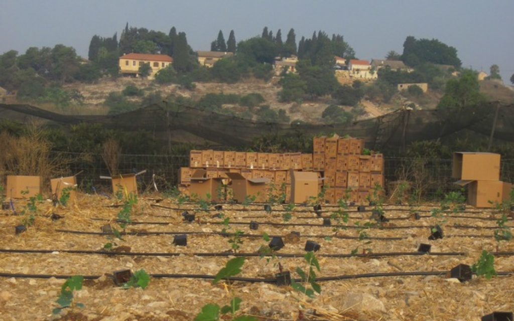 A view of a Bat Shlomo vineyard and the village homes (Courtesy Bat Shlomo Winery) A view of a Bat Shlomo vineyard and the village homes (Courtesy Bat Shlomo Winery)
