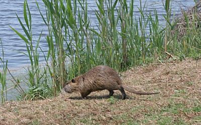 Nutria on the banks (photo credit: Shmuel Bar-Am)
