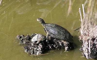 Turtles getting a suntan (photo credit: Shmuel Bar-Am)