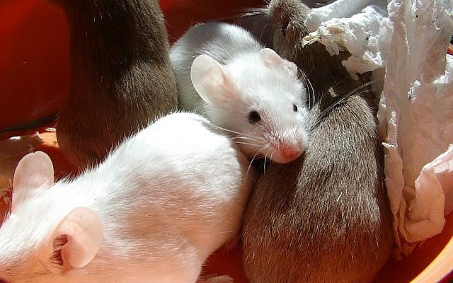 Mice have a more sensitive sense of smell. (illustrative, (photo credit: CC BY SA/Flickr/ Ruud Hein)