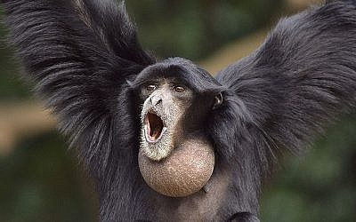 A grown siamang gibbon (photo credit: CC-BY-suneko, Wikimedia Commons)