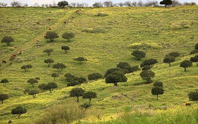 Carob trees in the Jezreel Valley (photo credit: Nati Shohat/Flash 90)
