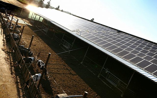 Photo voltaic solar panels atop a cow shed on Kfar Vitkin. (Chen Leopold/Flash90) Photo voltaic solar panels atop a cow shed on Kfar Vitkin. (Chen Leopold/Flash90)
