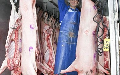 Interior of a Butcher's van with slaughtered pigs unloading at a butchery in vadi Saliv, Haifa (photo credit: Shay Levy/ Flash 90)