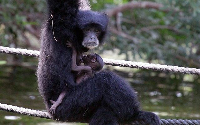 Baby gibbon with mama Jan at the Ramat Gan Safari (photo credit: Meir Partush/Flash90)