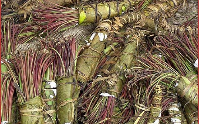 Bundles of khat (photo credit: SS BY-SA 3.0, by Abalg, Wikimedia Commons)