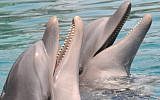 Illustrative photo of dolphins (Jorge Novominsky/Flash 90)