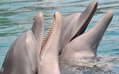 Illustrative photo of dolphins (Jorge Novominsky/Flash 90)