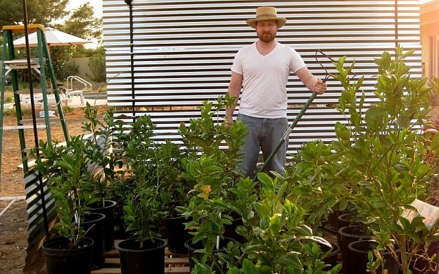 Matt Bycer hopes to turn his etrog farm in Scottsdale, Ariz.., into a lucrative competitor to its industry-leading counterparts in Israel. (Chavie Lieber/JTA)