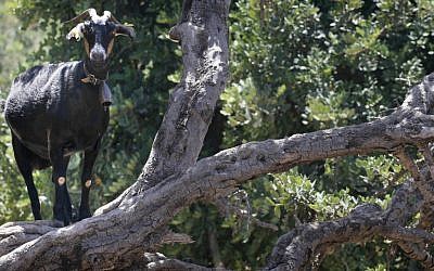 A goat considering a carob tree snack (photo credit: Nati Shohat/Flash 90)