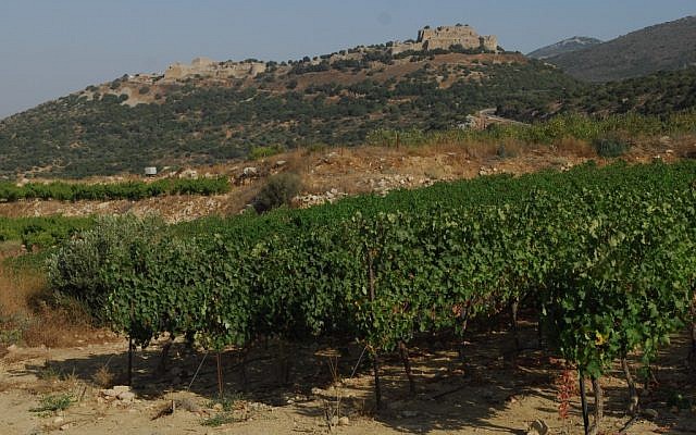 Fields of grapes in the northern Golan Heights (photo credit: Flash90)