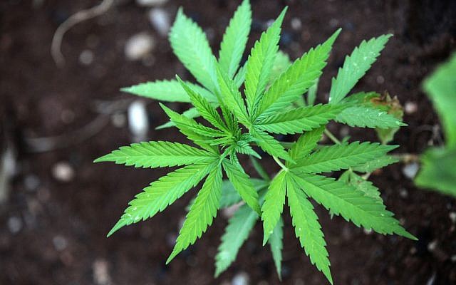 Illustrative photo of a cannabis plant (photo credit: Yossi Zamir/Flash 90) Illustrative photo of a cannabis plant (photo credit: Yossi Zamir/Flash 90)