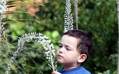 Examining the quill (photo credit: Meir Partush/Flash 90)