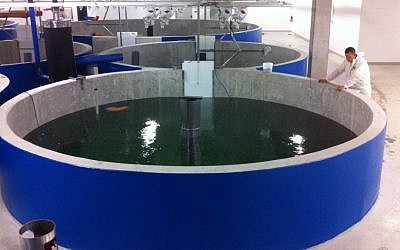 An indoor fish farm of the Israeli company AquaMaof Aquaculture Technologies. (AquaMaof/Yair Kachel PR)