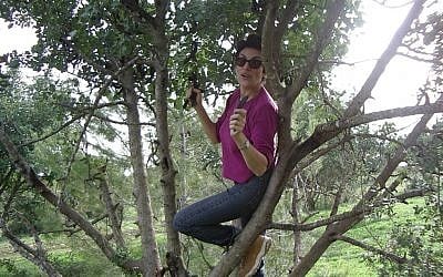 Phyllis Glazer picking carob (Courtesy Phyllis Glazer)