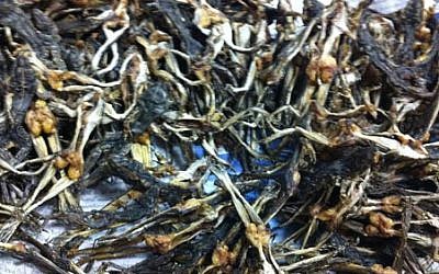 Some of the dried frogs discovered on Tuesday (photo credit: Haifa customs office)