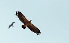 An eagle flying over southern Israel (photo credit: Yoav Perlman/Israel Ornithological Center, Society for the Protection of Nature in Israel)