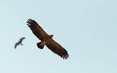 An eagle flying over southern Israel (photo credit: Yoav Perlman/Israel Ornithological Center, Society for the Protection of Nature in Israel)