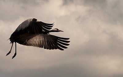 A crane flying at the Hula Valley (photo credit: Jorge Novominsky/Flash90)