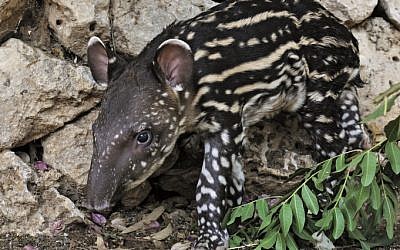 A baby South American Tapir born in the Ramat Gan Safari, July 2011. The South American Tapir is generally recognized as an endangered animal species. (photo by Tibo Jager/Safar/Flash90)