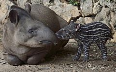 A new South American tapir born at the Ramat Gan Safari on October 07, 2012. (photo credit: Tibor Jager/Ramat Gan Safari/FLASH90)