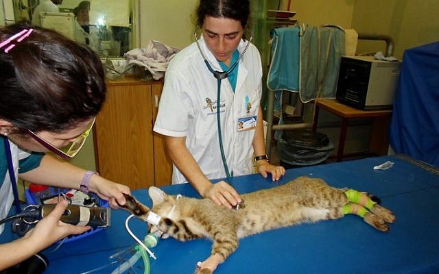Veterinarians at the Hebrew University's veterinary hospital draw blood from Tal, a jungle cat from the Ramat Gan safari on October 18, 2012 (photo credit: Ramat Gan Safari/Flash90)