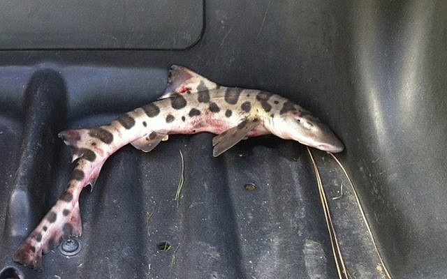 A leopard shark that dropped out of the sky on the 12th tee at the San Juan Hills Golf Club in San Juan Capistrano, California, on Monday, October 22, 2012, then dropped on the course, still alive, Melissa McCormack, director of club operations, said Thursday, October 25. (photo credit: San Juan Hills Golf Club, Melissa McCormack/AP)