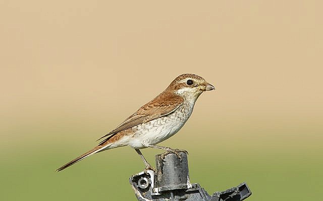 The red-backed shrike, spending some time in Israel during migration (photo credit: Yoav Perlman/Israel Ornithological Center, Society for the Protection of Nature in Israel) The red-backed shrike, spending some time in Israel during migration (photo credit: Yoav Perlman/Israel Ornithological Center, Society for the Protection of Nature in Israel)