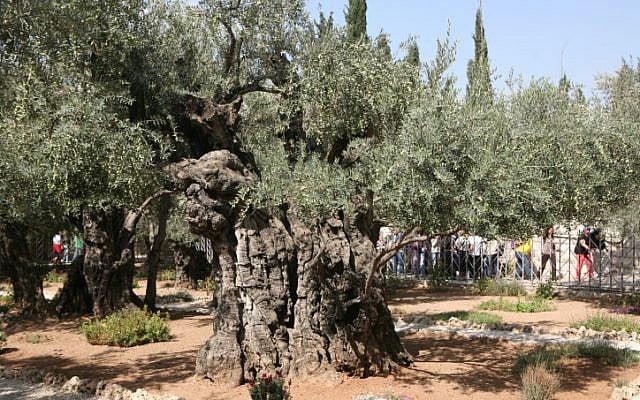 Ancient olive trees in the Garden of Gethsemane, in Jerusalem (photo credit: Yossi Zamir/Flash 90)