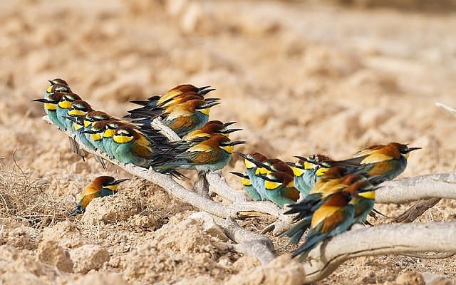 Or sometimes you catch some Bee-eaters perching during the day (photo credit: Yoav Perlman/Israel Ornithological Center, Society for the Protection of Nature in Israel) Or sometimes you catch some Bee-eaters perching during the day (photo credit: Yoav Perlman/Israel Ornithological Center, Society for the Protection of Nature in Israel)
