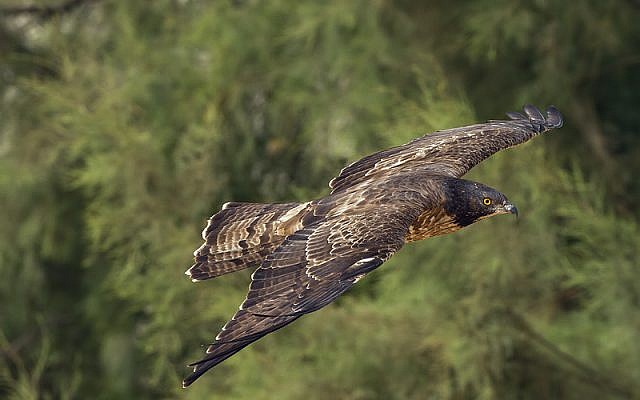 The honey buzzard, also making its Israel appearance (photo credit: Yoav Perlman, Israel Ornithological Center, Society for the Protection of Nature in Israel) The honey buzzard, also making its Israel appearance (photo credit: Yoav Perlman, Israel Ornithological Center, Society for the Protection of Nature in Israel)