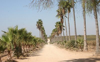 Hulda Forest's Washingtonian boulevard (photo: courtesy)