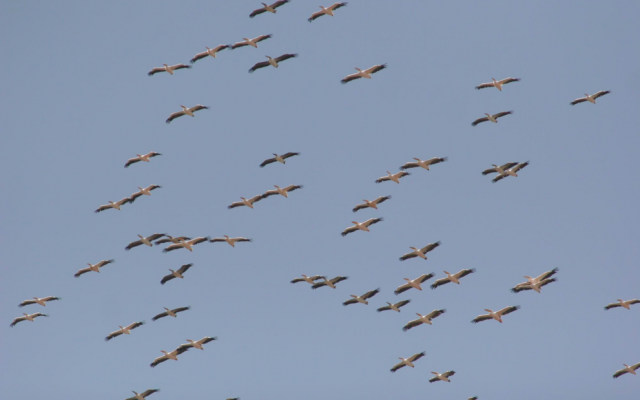 A flock of about 4,000 pelicans that were seen flying over Highway 6 with some stragglers spending time at Tel Aviv's Yarkon Park (Courtesy Israel Ornithological Center) A flock of about 4,000 pelicans that were seen flying over Highway 6 with some stragglers spending time at Tel Aviv's Yarkon Park (Courtesy Israel Ornithological Center)