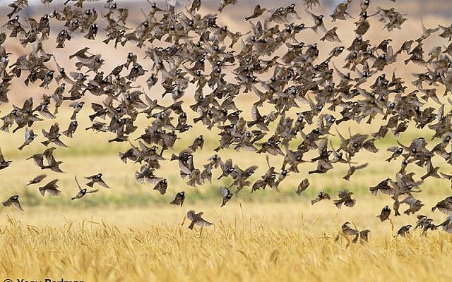 A flock of Spanish sparrows (photo credit: The honey buzzard, also making its Israel appearance (photo credit: Yoav Perlman/Israel Ornithological Center, Society for the Protection of Nature in Israel) A flock of Spanish sparrows (photo credit: The honey buzzard, also making its Israel appearance (photo credit: Yoav Perlman/Israel Ornithological Center, Society for the Protection of Nature in Israel)