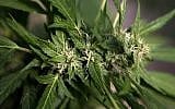A marijuana plant. (photo credit: AP)