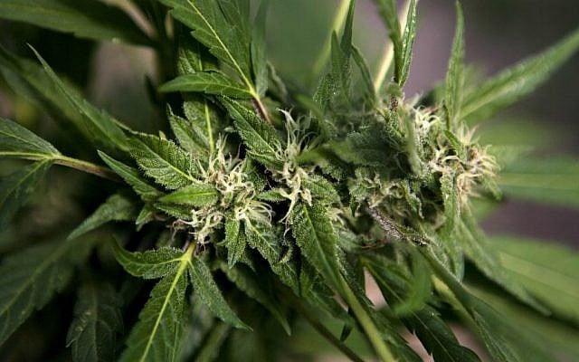 A marijuana plant. (photo credit: AP) A marijuana plant. (photo credit: AP)