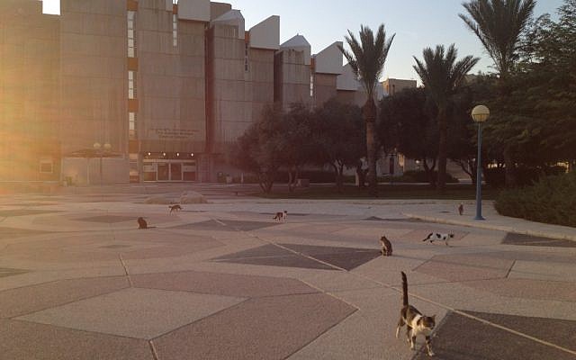 The campus of Ben-Gurion University (Times of Israel/Matti Friedman)