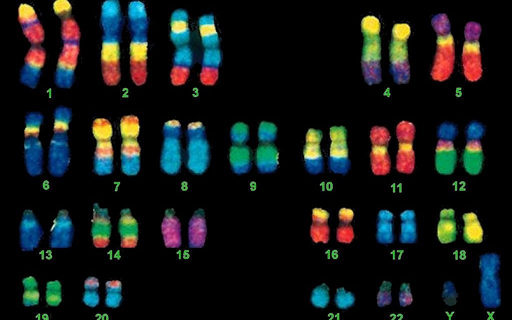 Illustrative: Genetic testing. (Memorial University of Newfoundland via JTA)
