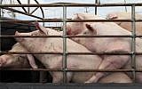Illustrative image: Caged pigs in Thailand. (Nati Shohat/Flash90)