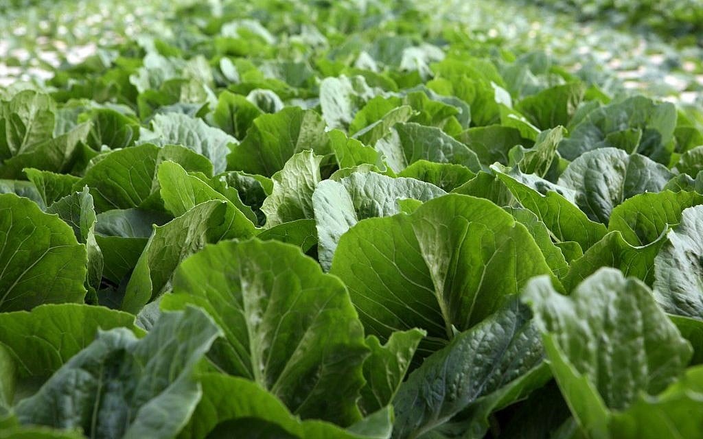 Hydroponic lettuce growing in a greenhouse (photo credit: Liron Almog/Flash 90) Hydroponic lettuce growing in a greenhouse (photo credit: Liron Almog/Flash 90)