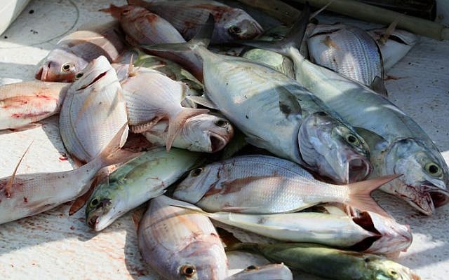 Fish in a fishing boat (photo credit: Moshe Shai/Flash90)